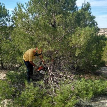 Viveros Ponce Lajara hombre podando árbol