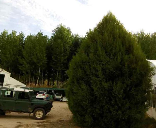 Viveros Ponce Lajara juniperus thurifera