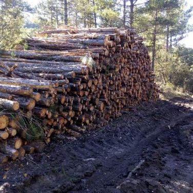 Viveros Ponce Lajara troncos de arboles