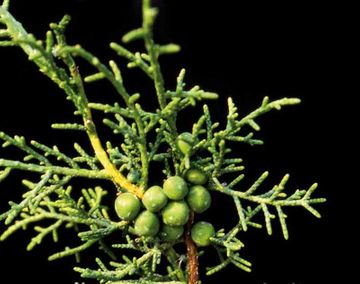 Viveros Ponce Lajara juniperus phoenicea